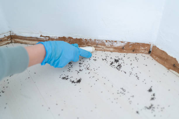 Best Pest Control Treatment  in La Puente, CA